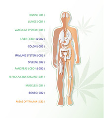 human endocannabinoid system with CBD1 & CBD2