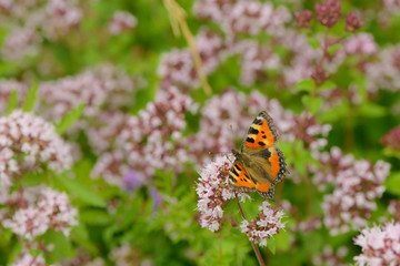 butterfly sits on the inflorescences of oregano en green meadow