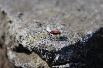 bug bedbug fireman in wood