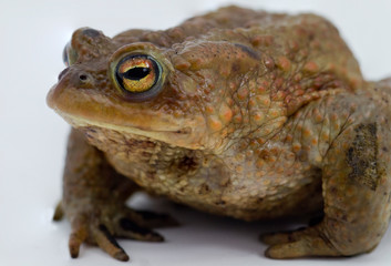 Ein Erdkröten - Männchen mit Brunftschwielen an den Zehen, freigestellt in der Seitenansicht vor hellem Hintergrund