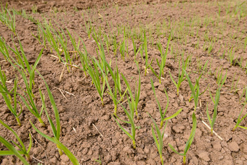 young green garlic sprouts in a plowed vegetable garden