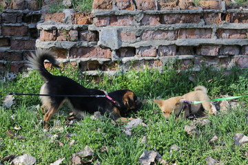 dog on walk in park