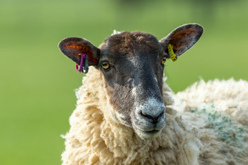 Dalesbred Ewe.  Head and Shoulders.  Close up.  Clean background.  Yorkshire, England.  Horizontal. Landscape.