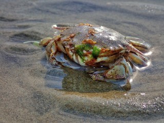 A tiny crab stranded on the sea shore during the low tide.