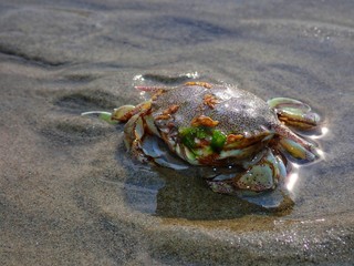 A tiny crab stranded on the sea shore during the low tide.