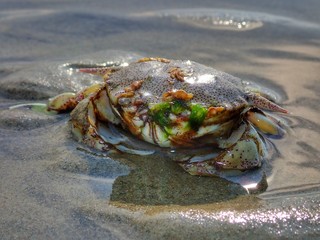 A tiny crab stranded on the sea shore during the low tide.