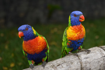 coconut lorikeet