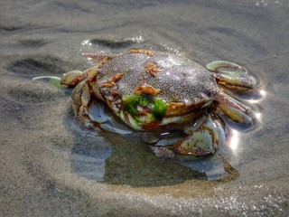 A tiny crab stranded on the sea shore during the low tide.