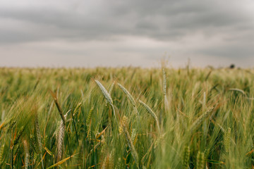 Wheat Field