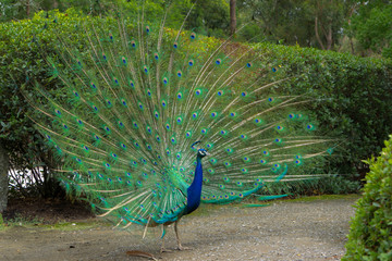 peacock with feathers out