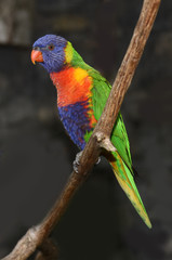 coconut lorikeet