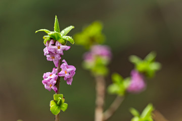 Blooming daphne mezereum . Beautiful mezereon blossoms in spring. Branch with flowers of mezereum, mezereon, February daphne, spurge laurel or spurge olive (Daphne mezereum). 