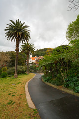 Obraz premium palm trees in the park