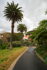 Obraz premium palm trees in the park