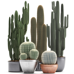 cactus in pot	