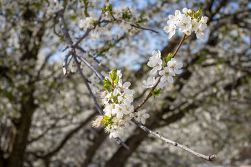 Selective focus on few beautiful flowers of wild plum blossomed in wonderful sunny, warm spring day, blurred defocused forest background, Bulgaria, Pazardzhik region