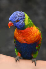 coconut lorikeet