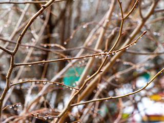 A drop of water on the branches of a tree in spring. Blurred Background