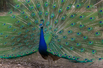 Obraz premium peacock with feathers out