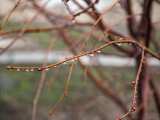 A drop of water on the branches of a tree in spring. Blurred Background
