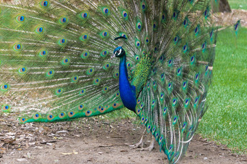 Obraz premium peacock with feathers out