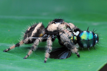 spider is eating flies