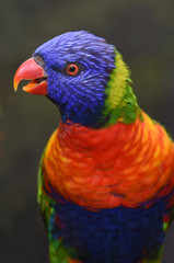 coconut lorikeet