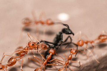 Red/Weaver ants tearing their prey apart, macro shot