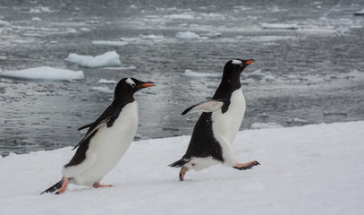 Naklejka premium Gentoos at Danco Island, Antarctic Peninsula