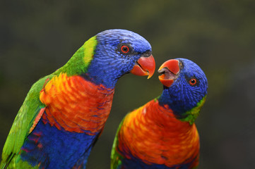 coconut lorikeet