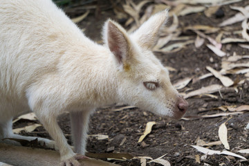 albino kangaroo in the park