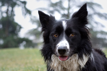 Fototapeta premium A dirty and wet border collie puppy posing happy in the countryside
