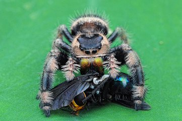 spider is eating flies