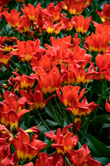 Culture de tulipes Juan, Pointe de la Torche, Finist&egrave;re, Bretagne, France