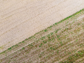 Top down view. Crop agricultural fields.