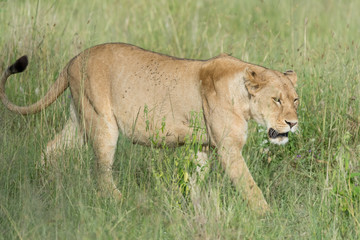 Fototapeta na wymiar Portrait Lion in Tanzania