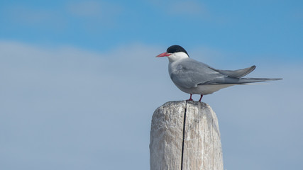 Arctic Tern on a wooden pole at Smeerenburg, Svalbard