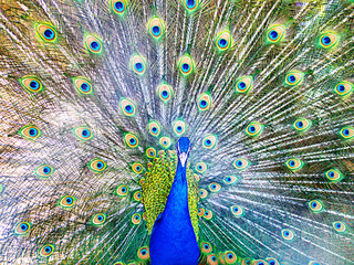 Obraz premium A beautiful peacock with a loose tail.