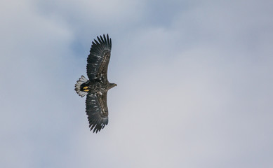 White-tailed Eagle above Knuten at Mefjordvær, Mefjorden, Senja, northern Norway