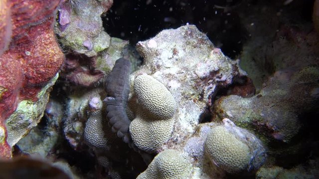 Underwater: Exotic Sea Creature Moving Through Coral in Big Island, Hawaii