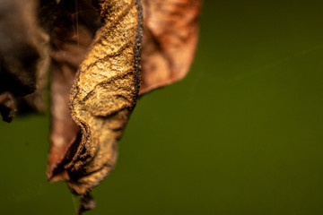 Dried Leaf: fine detail orange/brown macro leaves