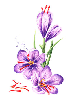 Saffron flowers with threads. Watercolor hand drawn illustration,  isolated on white background