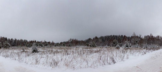 Forest under snow, snow-covered field.