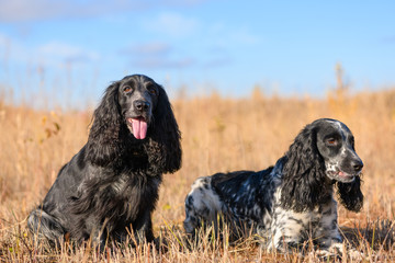 Two female spaniel are sitting in field.