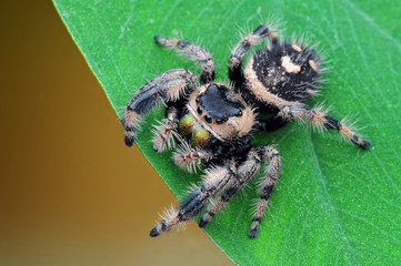 jumping spider, spider,