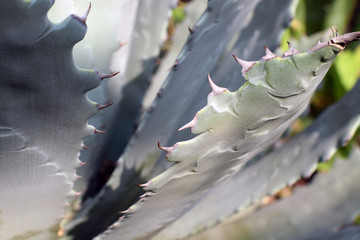 Detailed close up view of Agave plant.