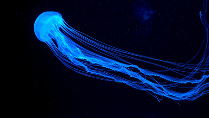 Beautiful jellyfish moving through the water neon lights Stock Photo |  Adobe Stock