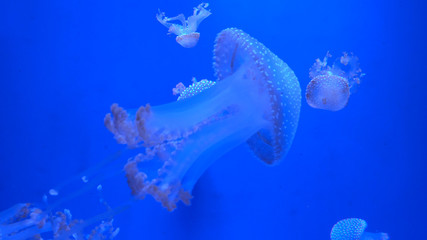 Beautiful jellyfish moving through the water neon lights