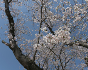 京都八幡市　背割り堤の桜