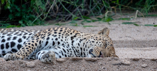 Close up of a mature male leopard sleeping in the sand at the Sabi Sands Game Reserve, Kruger, Mpumalanga, South Africa.